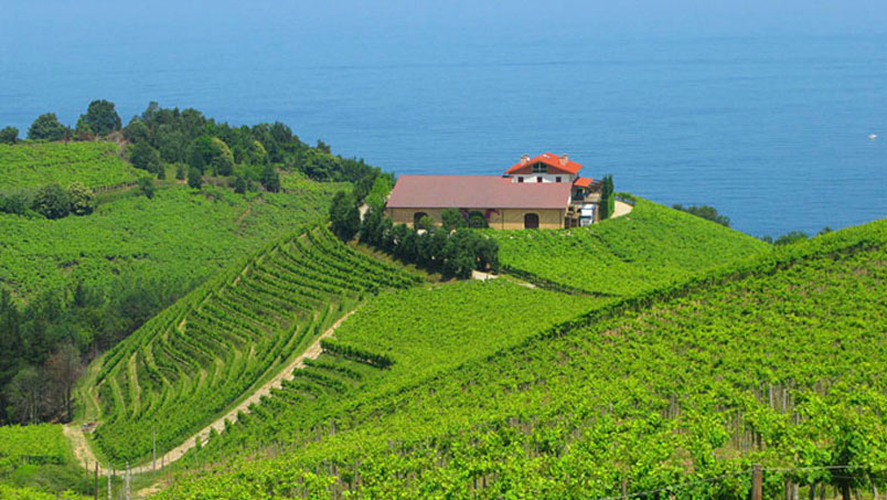 San Sebastian Winery Restaurant San Sebastian Winery Restaurant
