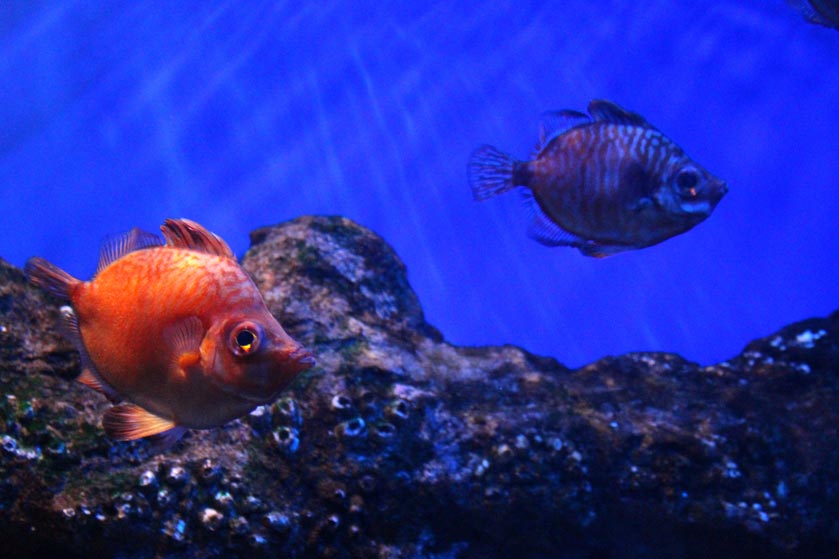 visita-aquarium-peces04