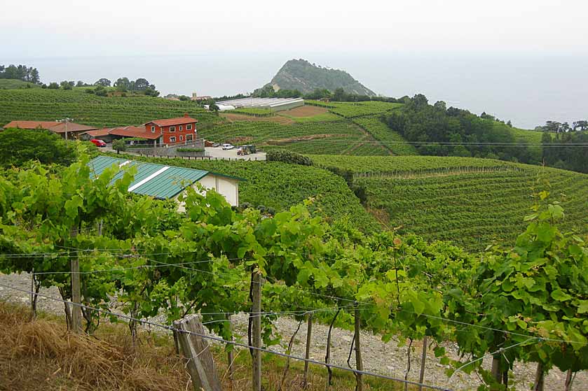 excursiones-txakoli-tour-getaria
